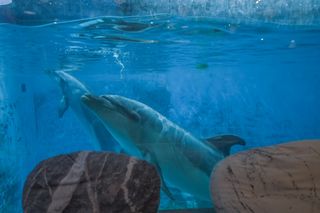 大连唯一的海洋馆西餐厅:可在就餐时观看表演,还免去了门票