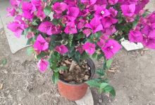 张庄富莱花卉大市场购物图片