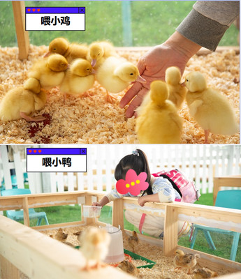 水乡果岛亲子庄园——广州周边周末遛娃的好地方