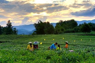 乡游黔中·湄潭县 核桃坝村丨春风吹绿山岚，以茶之名，约你相伴