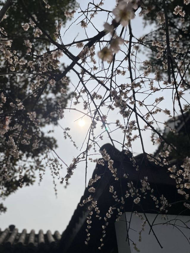 梅园公园旅行图片 14