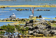 Mangrove Bay景点图片