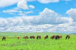 呼伦贝尔大草原旅游攻略呼伦贝尔大草原旅游攻略呼伦贝尔大草原旅游攻略