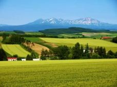 美瑛町-翱翔的大鲨鱼