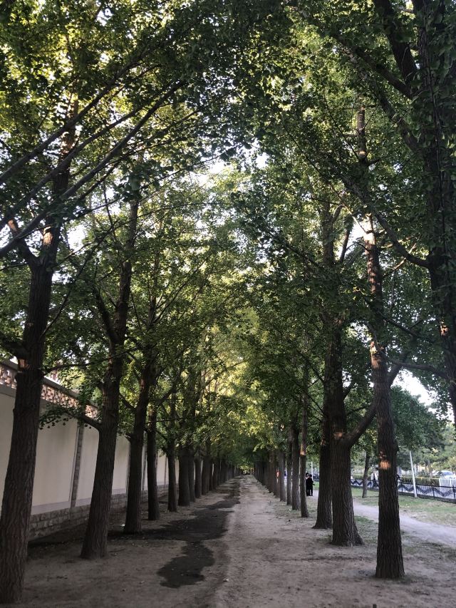 玉渊潭公园钓鱼台银杏大道旅行图片 2