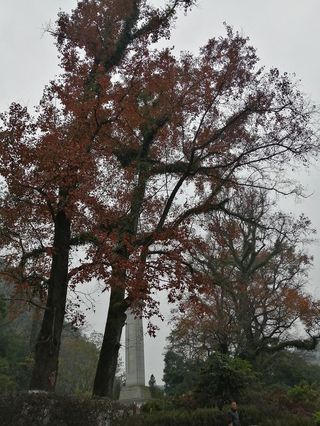 桂林300年古枫树红如火焰，绽放出红色力量，见证了烽火岁月