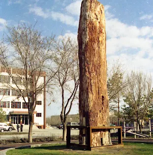 硅化木園林公園