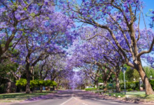 蓝花楹林荫道景点图片
