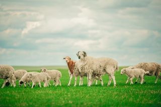 呼伦贝尔大草原旅游攻略呼伦贝尔大草原旅游攻略呼伦贝尔大草原旅游攻略