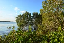 UQ Lakes景点图片