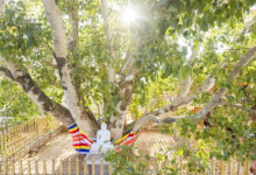 阇耶室利摩诃菩提树景点图片