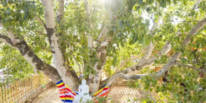 闍耶室利摩訶菩提樹