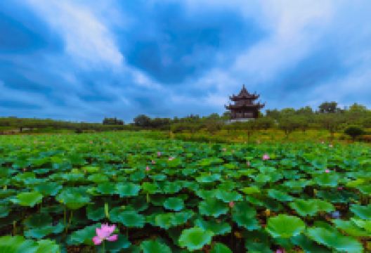 上海海湾国家森林公园景点图片