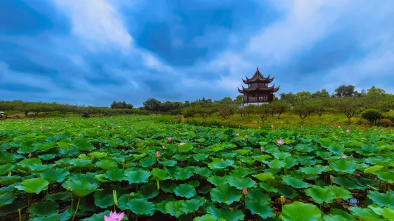 上海海灣國家森林公園