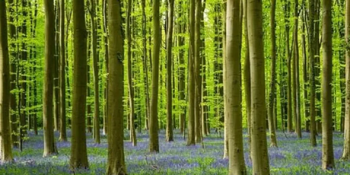 上所洞山林浴場