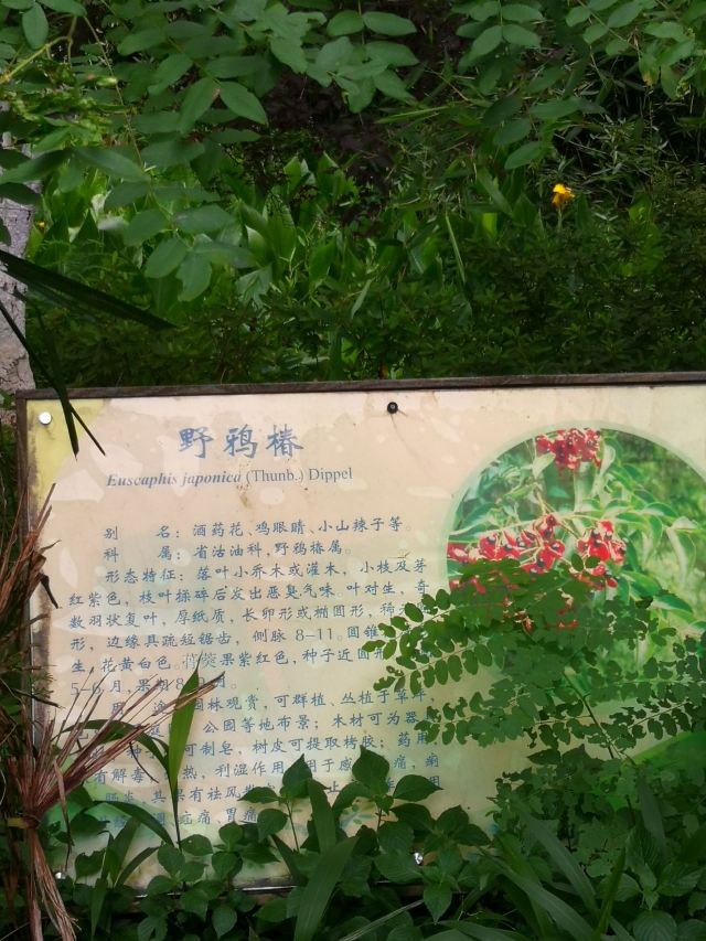 贵州龙架山国家森林公园旅行图片 3