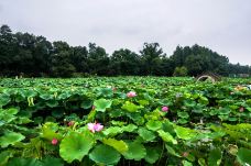 武汉植物园-武汉-C-IMAGE