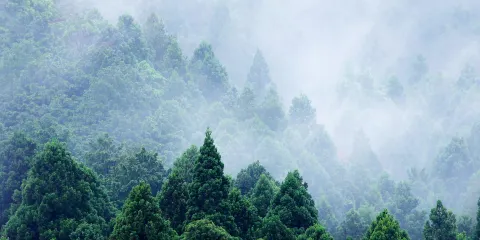 臘山國家森林公園