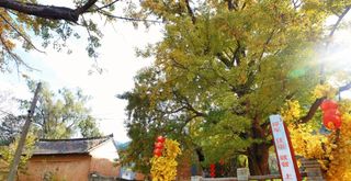 白云山五马寺千年银杏，身披金甲圣衣穿越时空，陪你度过这个秋天