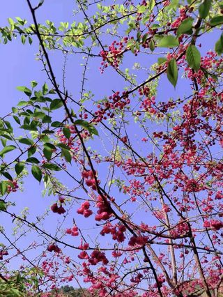 福建政和元山村：处处山樱花压枝
