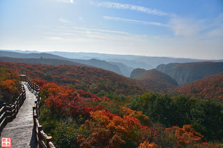 什么叫万山红遍?什么是层林尽染?请来青天河靳家岭看看