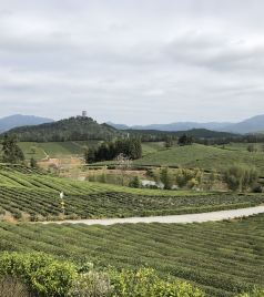 鹅湖镇游记图文-清明与茶