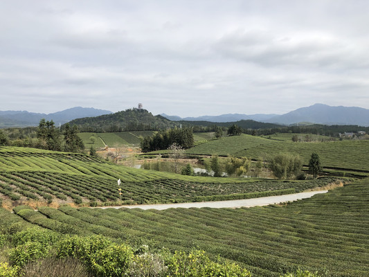 清明与茶