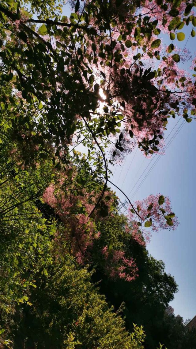 四得公园旅行图片 7