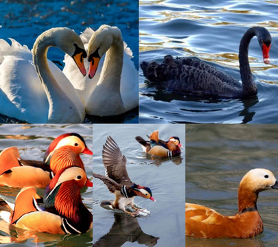 全新亮相！飞鸟世界的鹦鹉表演、鳄鱼探险，还有非洲部落、网红萌宠，6月1日起畅玩！