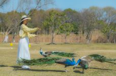 苏州中国花卉植物园-苏州-C-IMAGE