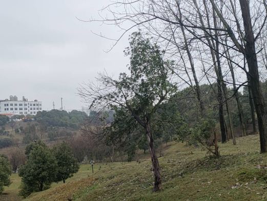 梨山公园