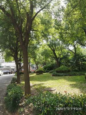 712下午：去人民公园观荷