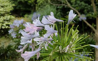 百子莲，清纯雅致的非洲百合