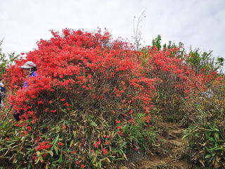 广州从化通天蜡烛山的杜鹃花开了
