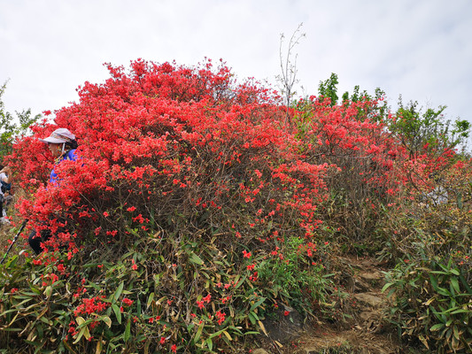 广州从化通天蜡烛山的杜鹃花开了