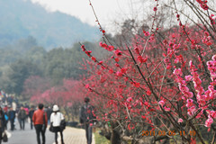 杭州游记图片] 上海出发，2011杭州自驾2日游（超山赏梅、塘栖古镇、拱宸桥、平湖秋月）