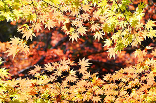 五彩斑斓的东北秋色