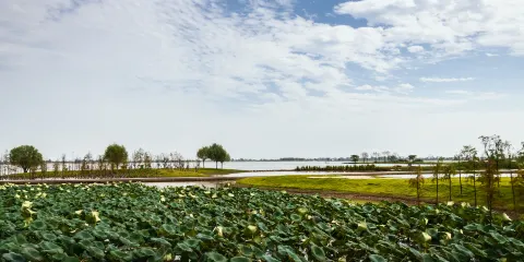 湖北枝江金湖國家濕地公園
