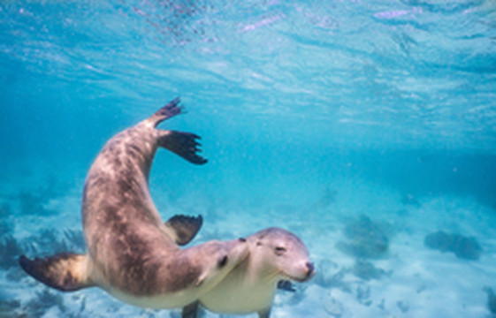 南澳大利亚游记图片] 来南澳大利亚邂逅野生萌宠