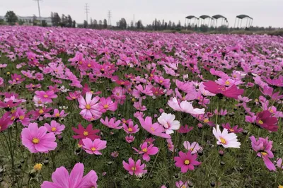 东巴谷-格桑花海