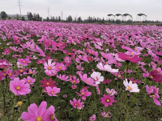 格桑花海