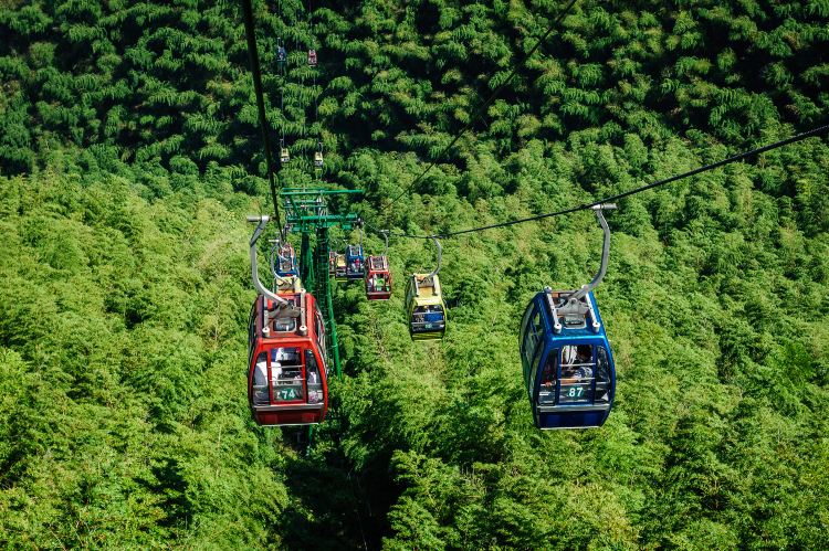 Sea of bamboo in Yixing