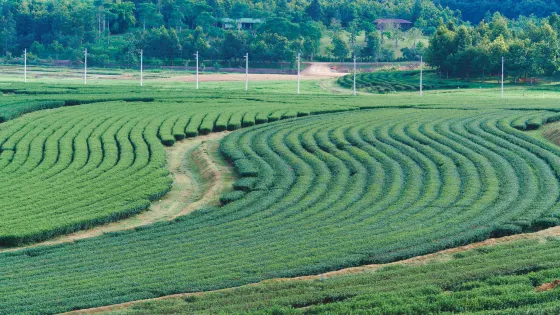 Boon Rawd Farm (Singha Park)