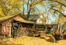 海洋银杏景点图片