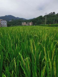 龙湾生态旅游区-罗定-我不是李亚鹏