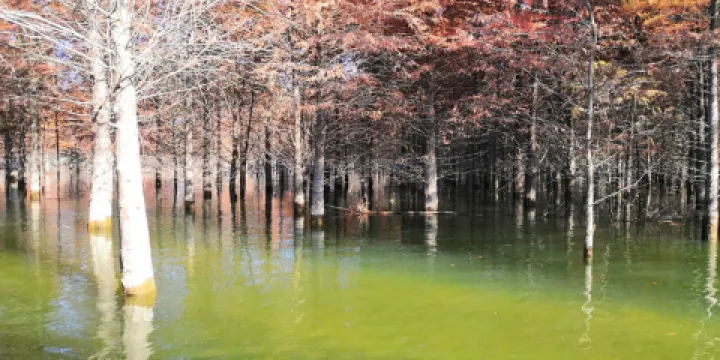 落羽紅杉林景區