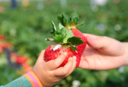 草莓世界景点图片