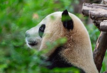 三星堆博物馆+熊猫谷一日游【纯包车游&独立用车&三环内接送】【[品质纯玩]纯玩品质、不进店购物、无强制消费行程透明】