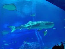 珠海长隆海洋王国·鲸鲨馆-珠海-爱吃海苔的小糯米