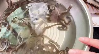 霞浦美食之旅，又是吃吃吃的一天~~